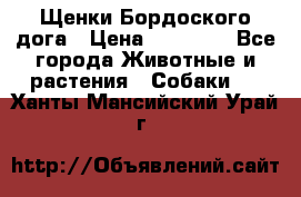 Щенки Бордоского дога › Цена ­ 60 000 - Все города Животные и растения » Собаки   . Ханты-Мансийский,Урай г.